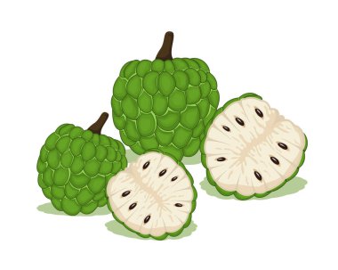 Tatlı Cherimoya tropikal meyve vektör tasarımı, tam meyve ve yarım