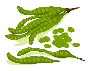 Petai sebzeleri tipik tropikal gıda kokar. Petai vektör tasarımı