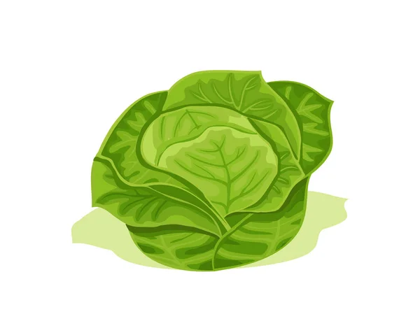 Diseño Vectores Col Verde Alimento Sano Fresco Nutrición Vegetariana — Vector de stock