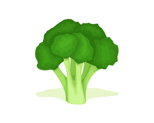 Broccoli Cabbage Vector Design Vegetable Fresh Broccoli Cabbage Good Healthy — Stock Vector