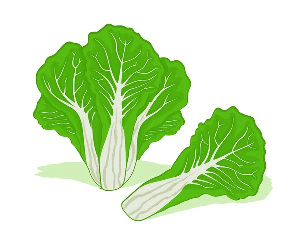 Fresh Chinese Cabbage Vector Design Good Organic Food Healthy — Stock Vector