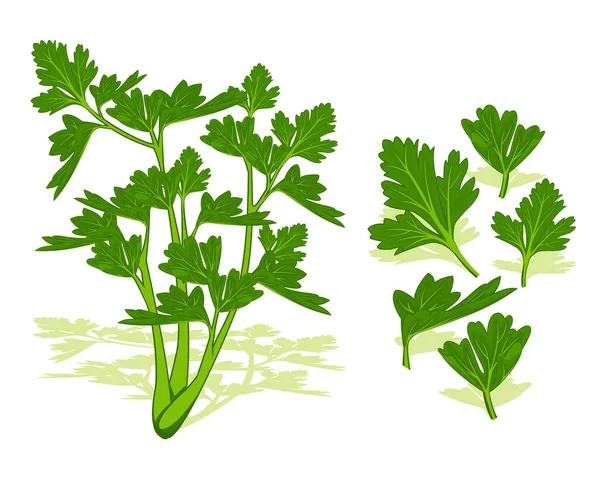 Céleri Vert Laisse Design Vectoriel Légumes Légumes Ferme Pour Produits — Image vectorielle