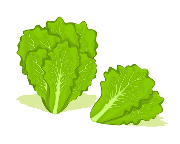 Fresh Lettuce Vegetables Vector Design Organic Food Healthy — Stock Vector