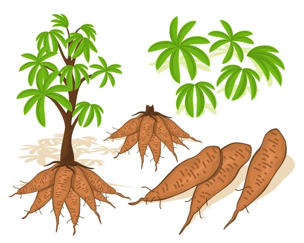 Fresh cassava vegetables with leaf. Vegetable of farm for market product. Cassava vector design — Stock Illustration Fresh Cassava Vegetables Leaf Vegetable Farm Market Product Cassava Vector Stock Illustration