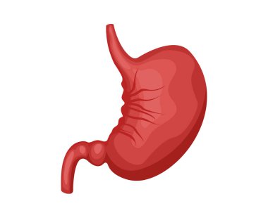 Mide vektör tasarımı. Gerçekçi anatomi resimleri. İnsan iç organları