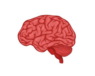 Beyin vektör tasarımı. Gerçekçi anatomi resimleri. İnsan iç organları