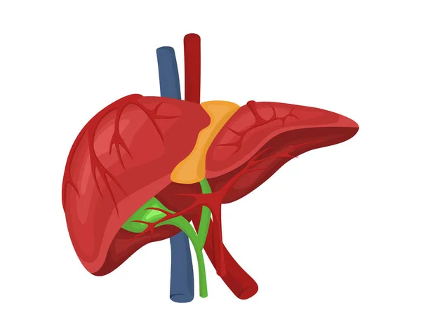 Conception Vectorielle Foie Images Anatomie Réalistes Organes Internes Corps Humain — Image vectorielle