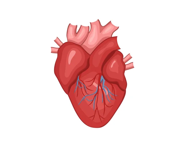 Conception Vecteur Cardiaque Images Anatomie Réalistes Organes Internes Corps Humain — Image vectorielle