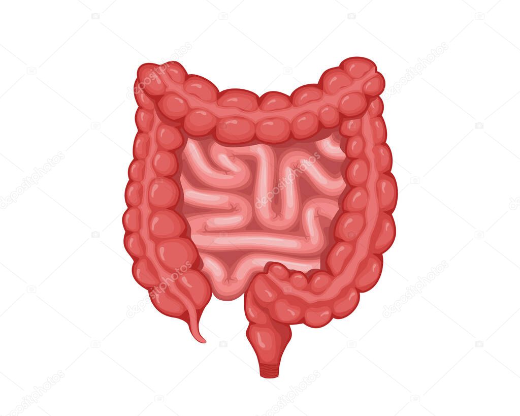 Intestines vector design. Realistic anatomy pictures. Human body internal organs
