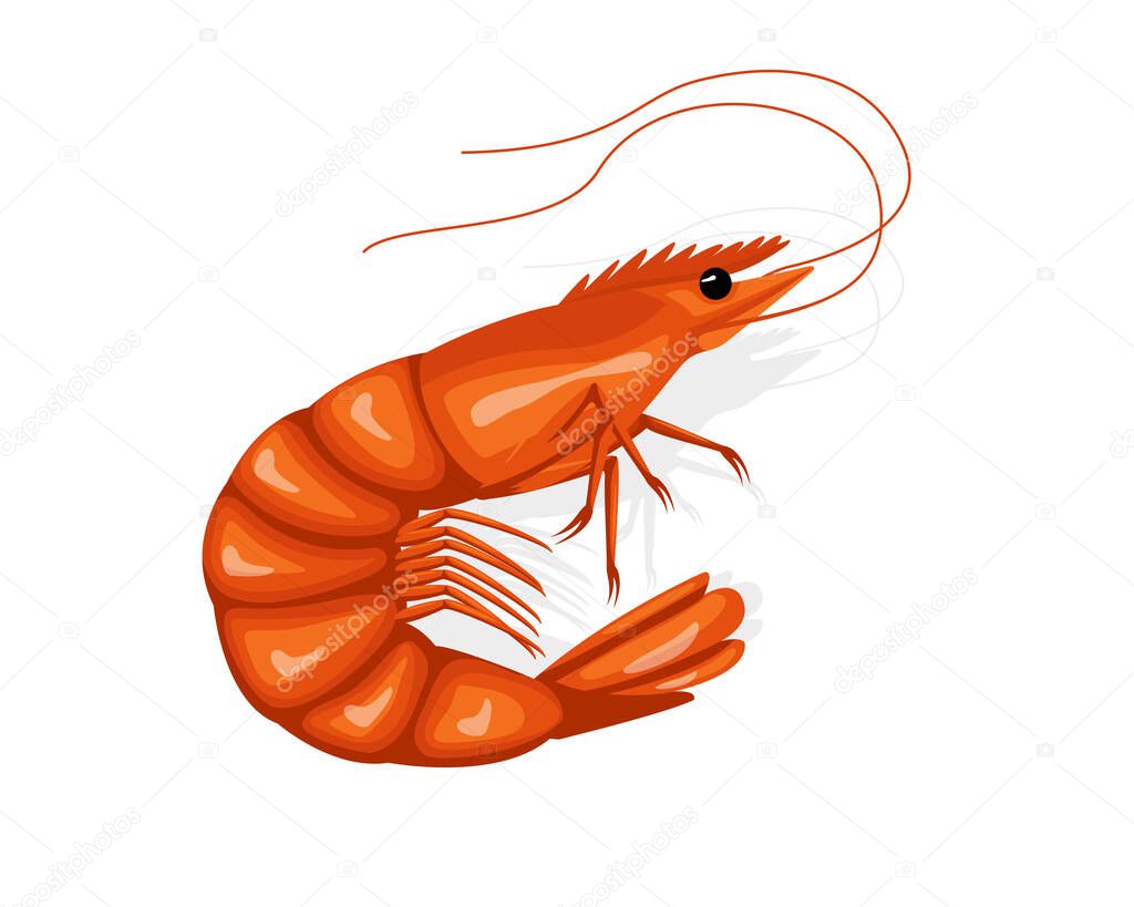 Crayfish brine shrimp circular design. Tasty cuisine restaurant seafood. vector illustration