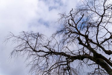 Yaprakları olmayan bir ağaç bulutlu bir gökyüzüne karşı dimdik ayakta durur. Dallar uzanır ve kışın sert çizgilerini gösterir. Sahne, soğuk mevsimin özünü yakalar..