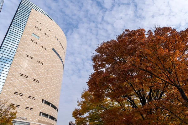 Gündüz vakti, Osaka, Japonya - 24 Kasım 2025 'te, bulutlu bir gökyüzü altında, güz yaprakları ile büyük bir ağacın yanında yükselir.