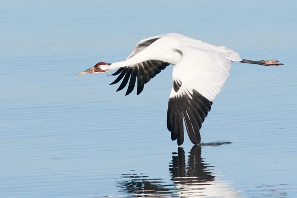 Grue blanche en vol avec aile touchant l'eau — Photo