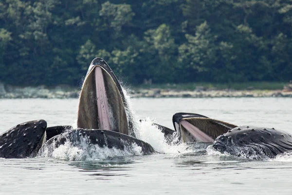 Humpback Whales Bubble Alimentação líquida — Fotografia de Stock
