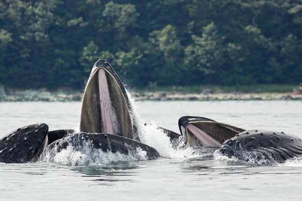 ザトウクジラは、純供給バブルします。 ロイヤリティフリーのストック写真