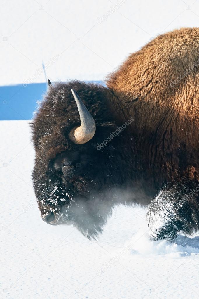 Bison Trudging Through the Snow