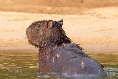 Bir Jaguar tarafından komisyon Capibara