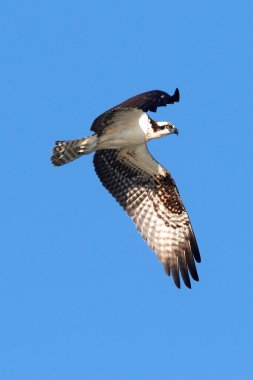 Osprey uçuş mavi gökyüzü karşı