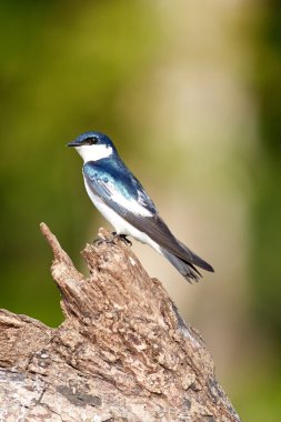 Güdük ağaç kırlangıç
