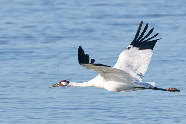 Trompetkraanvogel vliegen over de baai — Stockfoto