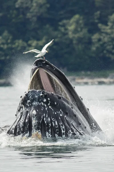 Kambur balina kabarcık Net besleme — Stok fotoğraf