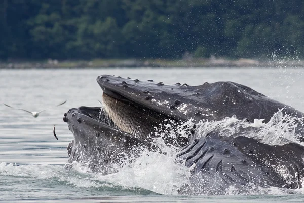 Humpback Whale Bubble Alimentação líquida — Fotografia de Stock