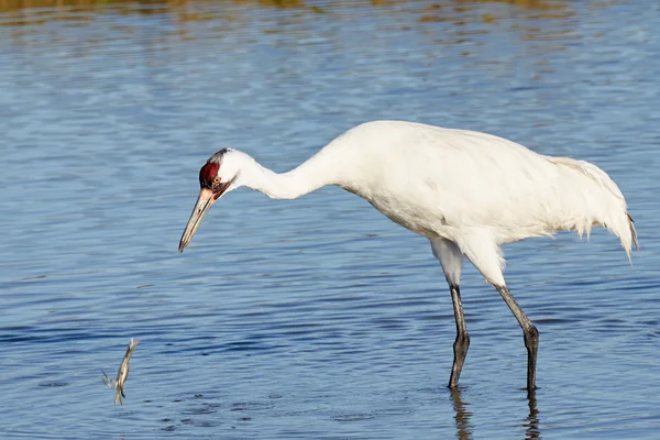 Grue blanche observant le crabe tomber dans la baie — Photo