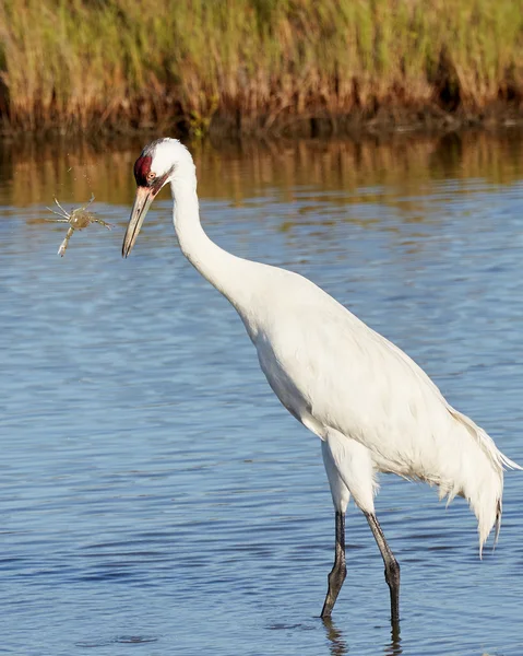 Grue blanche avec crabe tombant par la tête — Photo