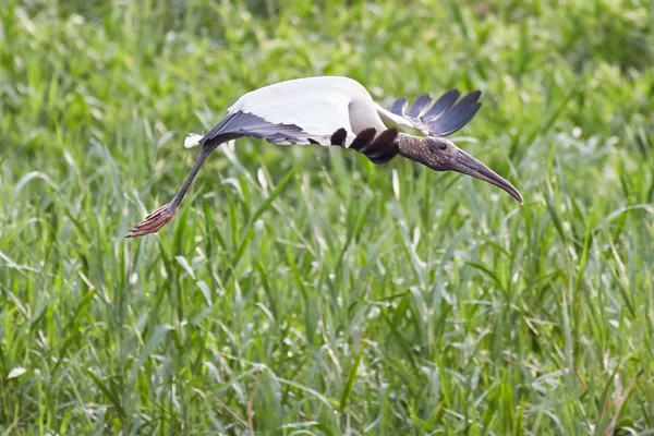 Kaalkopooievaar tijdens de vlucht — Stockfoto