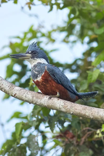 Smíšená Kingfisher na větvi Royalty Free Stock Obrázky