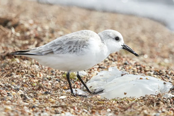 Sanderling Bird Eating a Медуза — стоковое фото