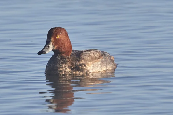 Masculino ruiva pato natação — Fotografia de Stock