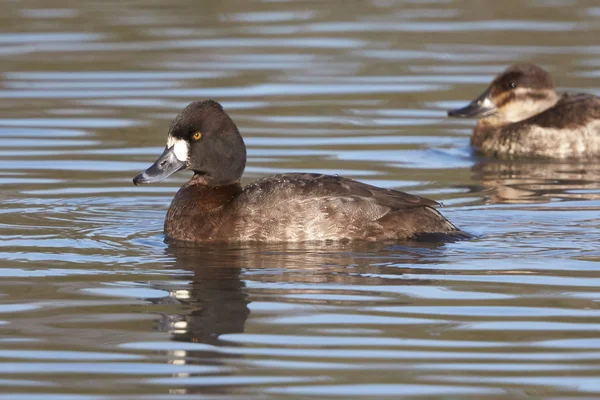 Rotschopfruderente schwimmt — Stockfoto