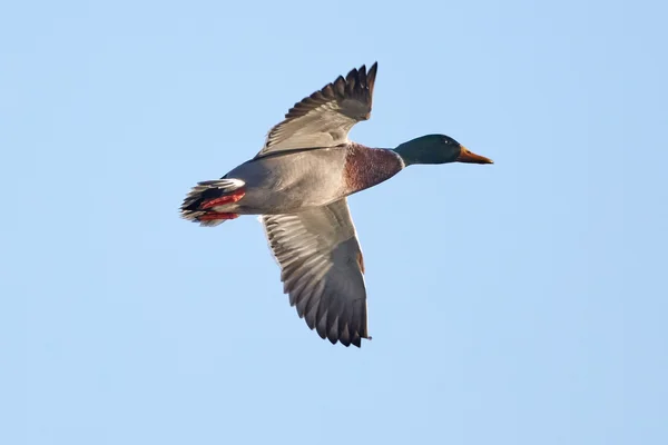 Pato-reais em voo — Fotografia de Stock