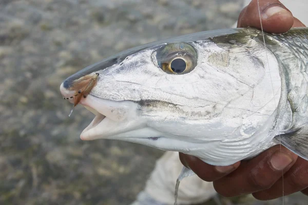 Cabeza de Bonefish con mosca —  Fotos de Stock