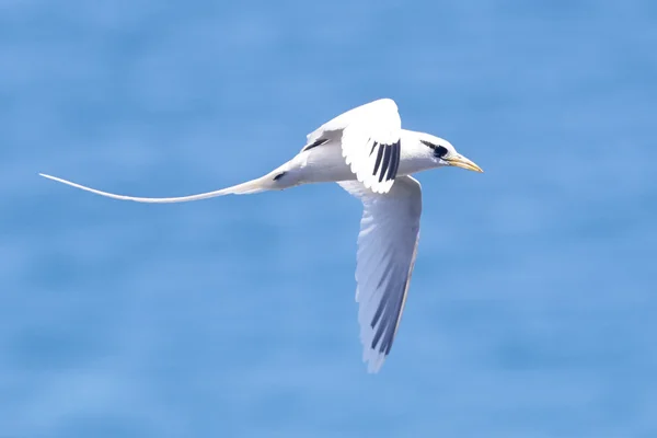 Branco cauda Tropicbird voando Fotos De Bancos De Imagens