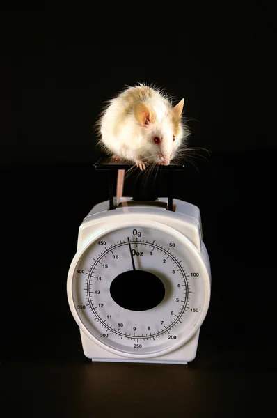 Souris à l'échelle Images De Stock Libres De Droits