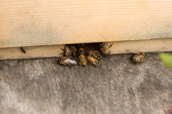 Bees at the beehive — Stock Photo, Image