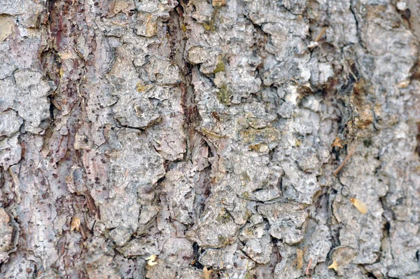 Ağaç kabuğu ayrıntıları.