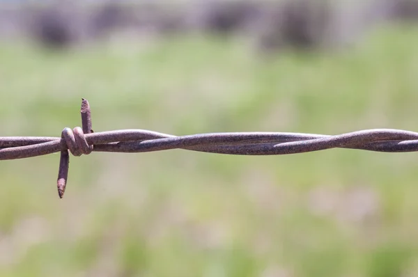 Champ de maïs à la récolte