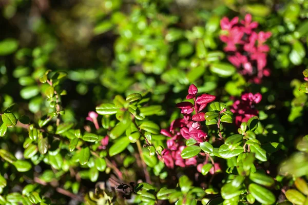 yaban mersini çalı