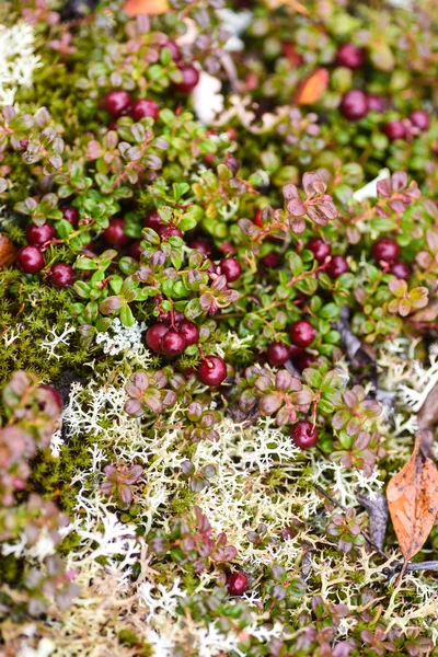 Düşük bush kızılcık