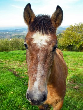 Çayırda özgürce otlayan bir atın kafasının yakın çekimi.