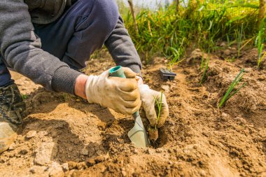 Ön planda bir çiftçinin elleri doğal ve sağlıklı bir diyeti desteklemek için organik bir bahçede soğan filizleri dikiyor.