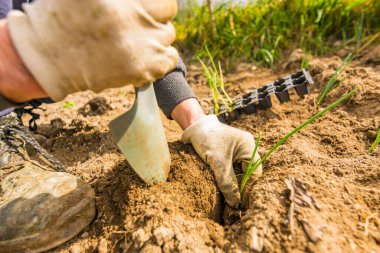 Ön planda bir çiftçinin elleri doğal ve sağlıklı bir diyeti desteklemek için organik bir bahçede soğan filizleri dikiyor.