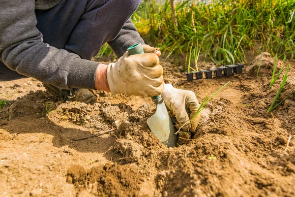 Ön planda bir çiftçinin elleri doğal ve sağlıklı bir diyeti desteklemek için organik bir bahçede soğan filizleri dikiyor.