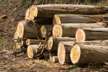 Okaliptüs kütükleri bir orman yolunun kenarında kesilip istiflenmiş.