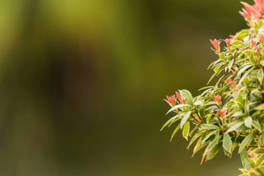 Bahçedeki bir bitkinin doğal görüntüsü. Seçici odaklı doğal koyu taban. Bir Japon Pieris 'in yakın plan görüntüsü bulanık bitki örtüsünün arka planına karşı. Metin için boşluk