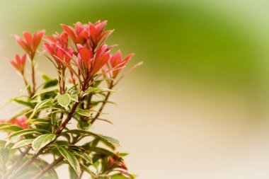 Bahçedeki bir bitkinin doğal görüntüsü. Seçici odaklı doğal yeşil arka plan. Bir Japon Pieris 'in yakın plan görüntüsü bulanık bitki örtüsünün arka planına karşı. Metin için boşluk