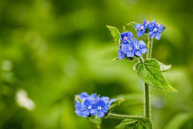 Kırsal bir yolun kenarındaki mavi çiçek detayı. Geçmişi. Metin için boşluk